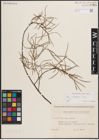 Foto von Salix eleagnos subsp. angustifolia (Cariot) Rech. f.